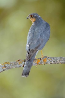 Eurasian Sparrowhawk (Accipiter nisus) male perched on lichen branch, Andalusia, Spain