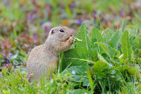 An adult ground squirrel (Spermophilus citellus) eats leaves and flowers on a cloudy day in a green