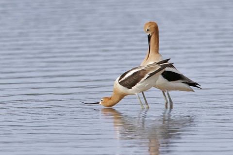 American Avocet (Recurvirostra americana), Arizona, USA