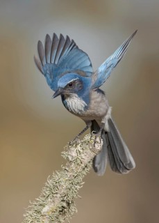 California Scrub Jay (Aphelocoma californica), California, USA