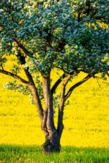 Pear tree (Pyrinae, Pyrus), in front of a rape field (Brassica napus), blossom, spring, Meßkirch,