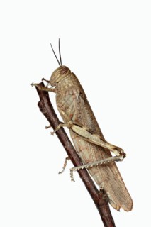 Egyptian locust (Anacridium aegyptium), Camargue, Provence, southern France