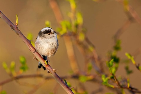 Long-tailed Tit, (Aegithalos caudatus), songbird, animals, birds, family of tits, Nahe valley,