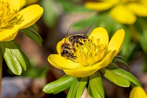 A bee sits on a bright yellow flower and collects nectar, Blooming winter aconites (Eranthis