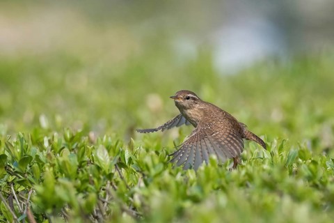 A wren (Troglodytes troglodytes) in flight over green bushes in a natural environment, Hesse,