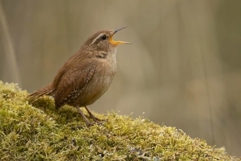 Eurasian wren (Troglodytes troglodytes) adult garden bird singing in the spring, RSPB Titchwell