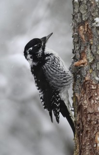 American Three-toed Woodpecker (Picoides dorsalis) female, Saskatchewan, Canada