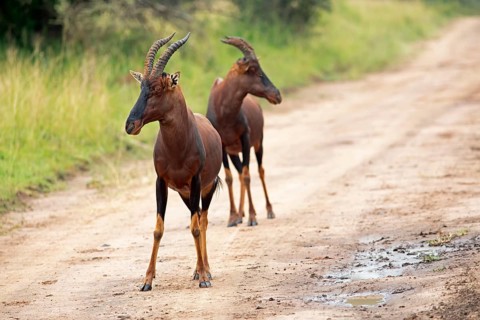 Serengeti Topis (Damaliscus korrigum jimela) on a sandy track, antelopes, Akagera National Park or