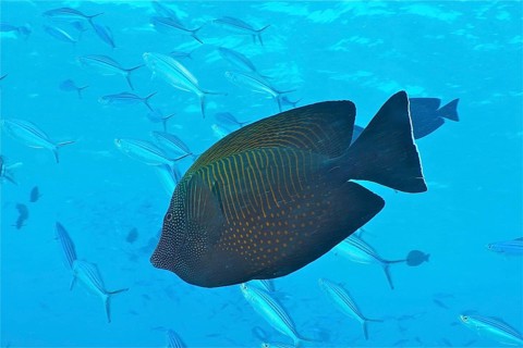 Indian sailfin doctor (Zebrasoma desjardinii)
