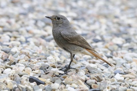 Black Redstart (Phoenicurus ochruros) female, Lower Saxony, Germany