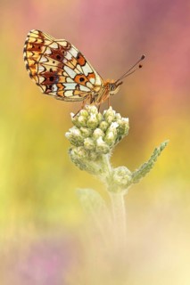 Der Braunfleckige Perlmuttfalter (Boloria selene) oder auch Sumpfwiesen-Perlmuttfalter genannt