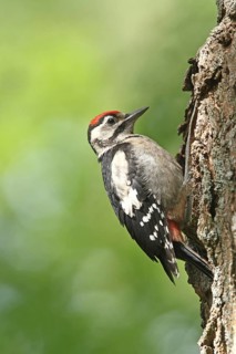 Great Spotted Woodpecker (Dendrocopos major) juvenile, Lower Saxony, Germany