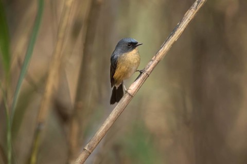 Slaty-blue Flycatcher (Ficedula tricolor) male, Chiang Mai, Thailand