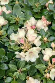 Wards Rhododendron (Rhododendron 'Volker'), Rhodo 2014, Westerstede, Lower Saxony, Germany