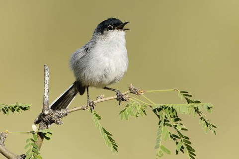 Black-tailed Gnatcatcher (Polioptila melanura), Arizona, USA