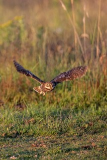 Little owl (Athene noctua), flying, Emsland, Lower Saxony, Germany