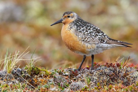 Red Knot (Calidris canutus) perched on the tundra in Nome, Alaska