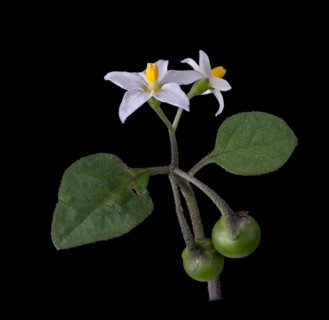 European Black Nightshade (Solanum nigrum), Black Nightshade, flower, seed head, Germany