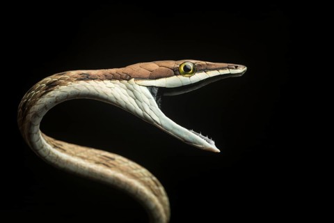 Brown vine snake (Oxybelis aeneus) in a lowland rainforest in Costa Rica