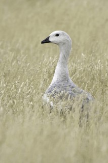 Upland Goose (Chloephaga picta) male, Falkland Islands