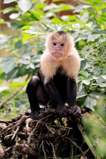 White-shouldered capuchin monkey (Cebus capucinus), adult, on the ground, alert, South America