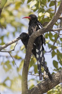 Violet Wood Hoopoe (Phoeniculus damarensis) juvenile, Oshikoto, Etosha National Park, Namibia
