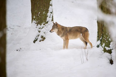 Solitary wolf in the winter snowy landscape between trees, Winter, Wolf (Canis lupus), Germany