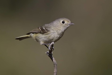 USA, Arizona, April