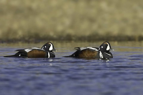 Harlequin Duck (Histrionicus histrionicus) male, Iceland