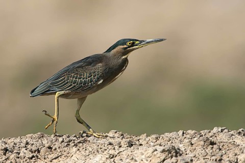 Striated Heron (Butorides striata), West Bengal, India