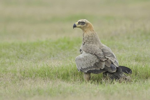 Tawny Eagle (Aquila rapax), India