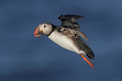 Atlantic Puffin (Fratercula arctica) flying, Iceland