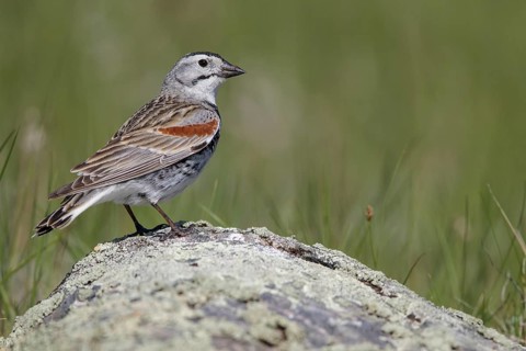 McCown's Longspur (Calcarius mccownii) perched on a branch in Alberta, Canada
