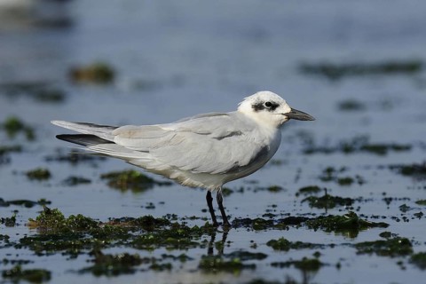 Gull-billed Tern (Gelochelidon nilotica), Malindi, Kenya