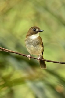 Grey-chested Jungle Flycatcher (Cyornis umbratilis) perched on a branch, Johor, Malaysia