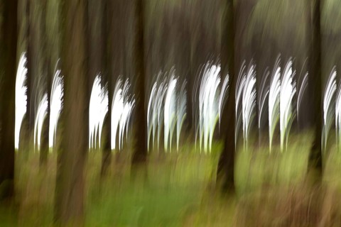 Fireworks in the forest, wiping effect, long-term exposure