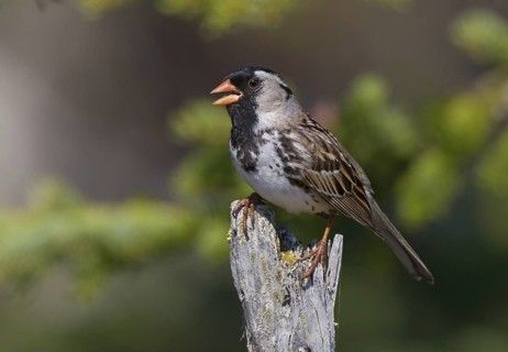 Canada, Manitoba, June, breeding male