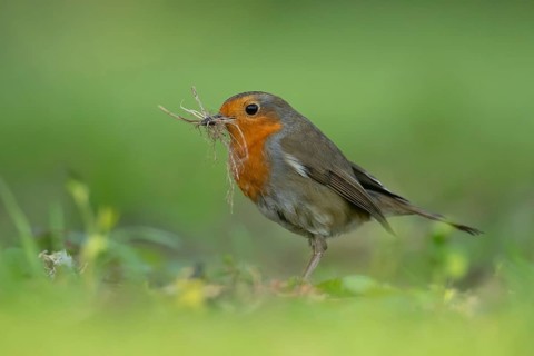 European robin (Erithacus rubecula) adult garden bird with nesting material in its beak in spring,