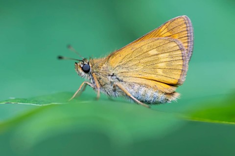 Large skipper (Ochlodes sylvanus), Ahlhorn, Lower Saxony, Netherlands