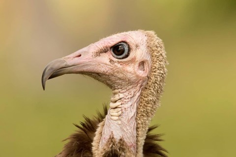 Hooded Vulture (Necrosyrtes monachus), Gambia