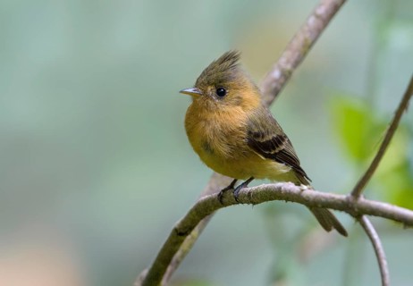 Tufted Flycatcher (Mitrephanes phaeocercus) at San Gerrardo De Dota, Costa Rica