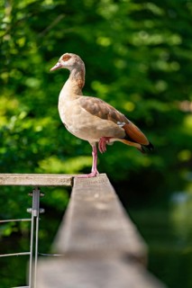 A goose stands on a railing with a green background as if it were balancing, Stadtpark Kleb,