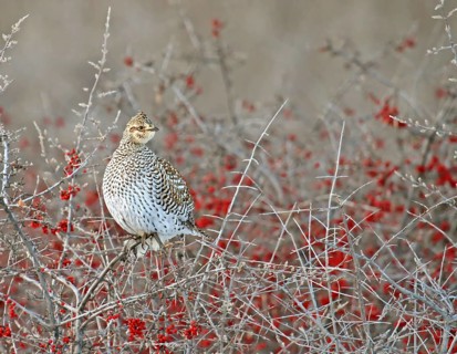 A Sharp-tailed Grouse, Tympanuchus phasianellus, perched on a buffalo berry shrub in Elbow,