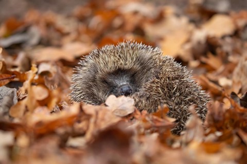 European hedgehog (Erinaceus europaeus) adult animal sleeping on fallen autumnal colour leaves in