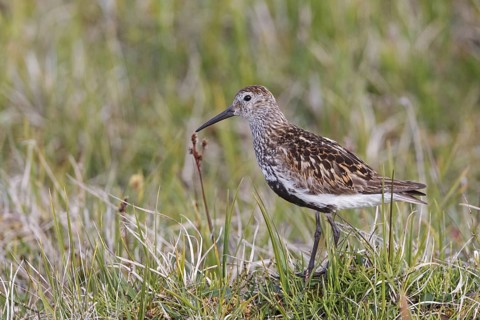 Dunlin (Calidris alpina), Iceland