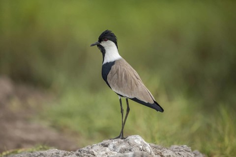 Spur-winged Lapwing (Vanellus spinosus), Gambia