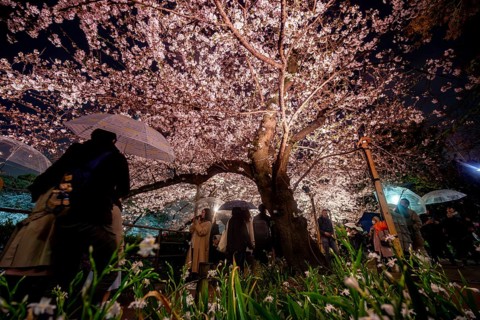 People walking under blooming illuminated cherry trees at night, Japanese cherry blossoms in