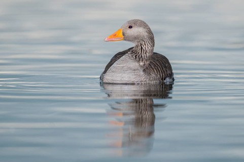 Greylag Goose (Anser anser), Iceland