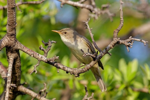 Olive warbler, (Hippolais olivetorum), animal, animals, bird, birds, biotope, habitat, perch,