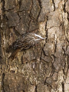 Tree Creeper (Certhia familiaris), on a tree stem, searching for insects under the bark, also the